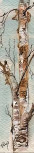 signet_bouleau