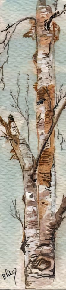 signet_bouleau
