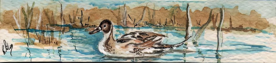 signet_canard