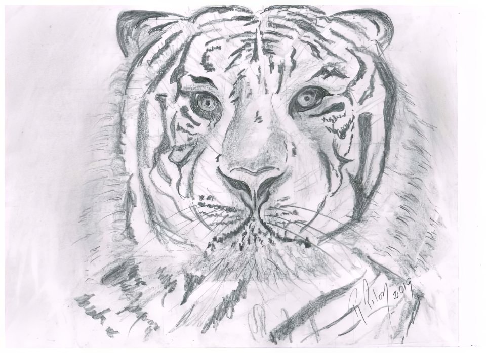 tigre
